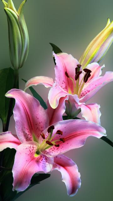 百年好合的百合花