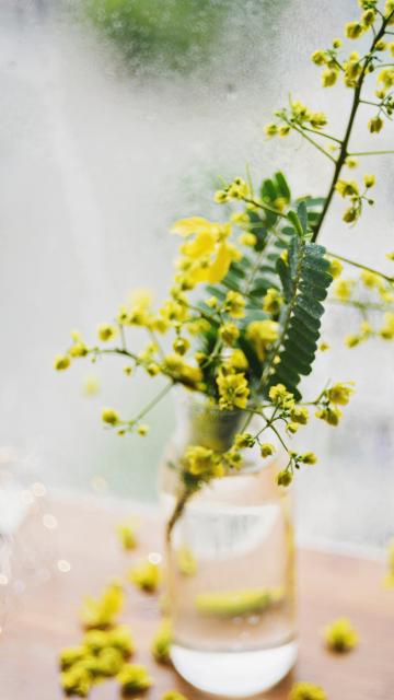 黄色的小花