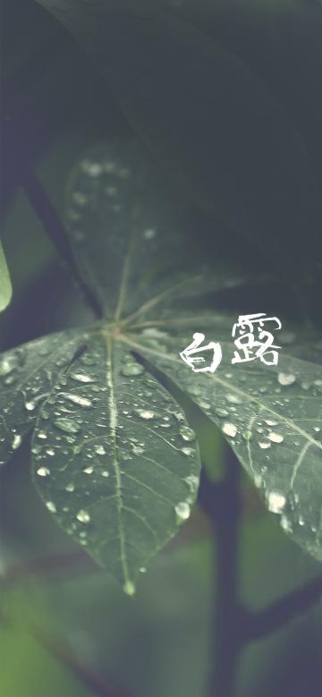 白露是秋天的第三个节气