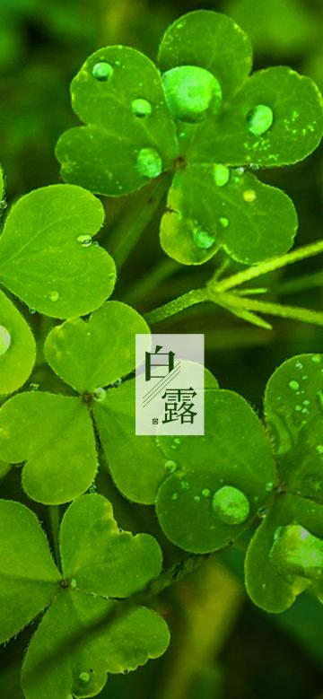 白露之三叶草