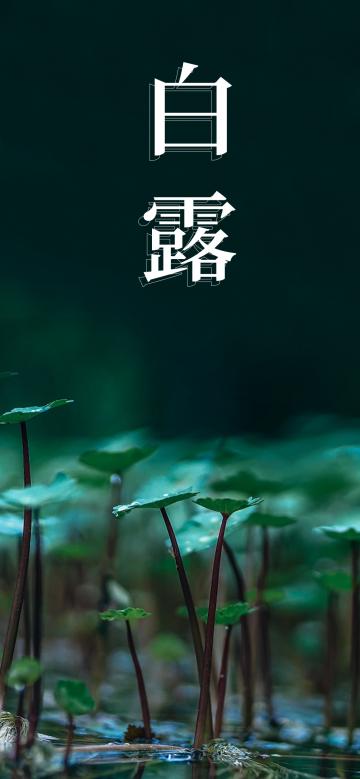 白露时节霜纷纷