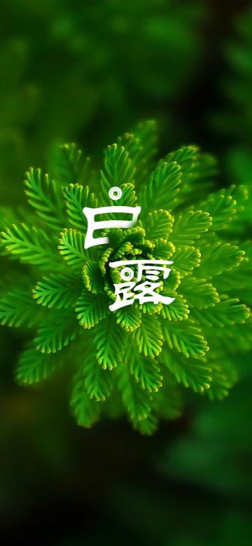 白露节气创意字体