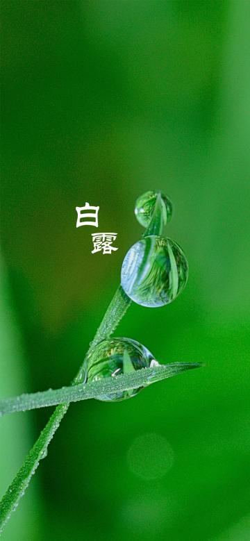 小清新白露节气