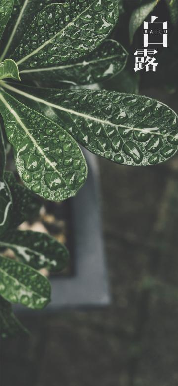 简约清新二十四节气之白露