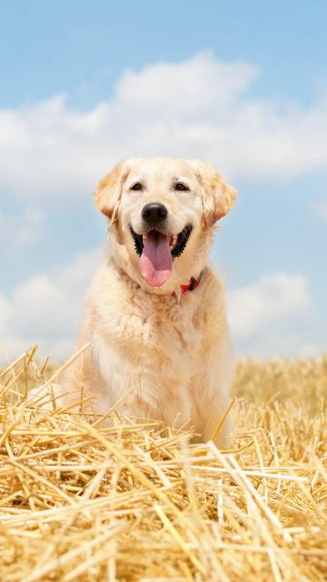 温柔的金毛犬