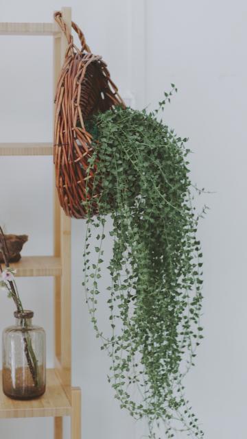清新唯美的小草