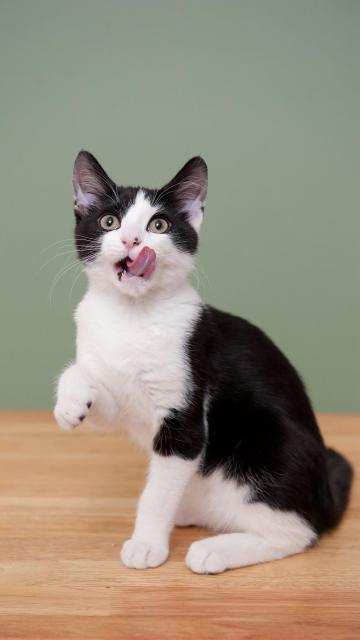 如何判断猫咪的性格