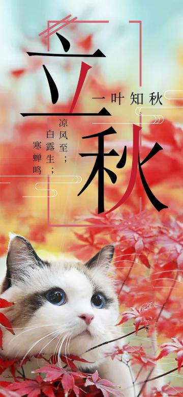 传统节气立秋可爱猫咪