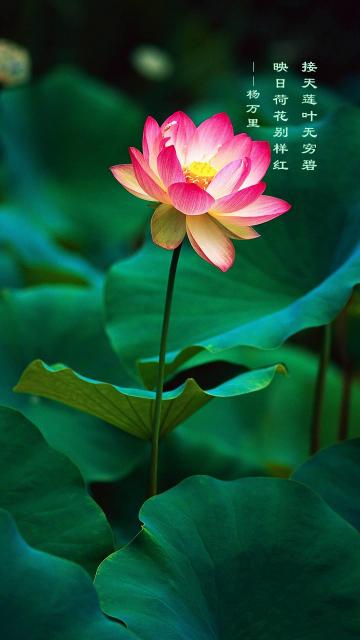 接天莲叶无穷碧