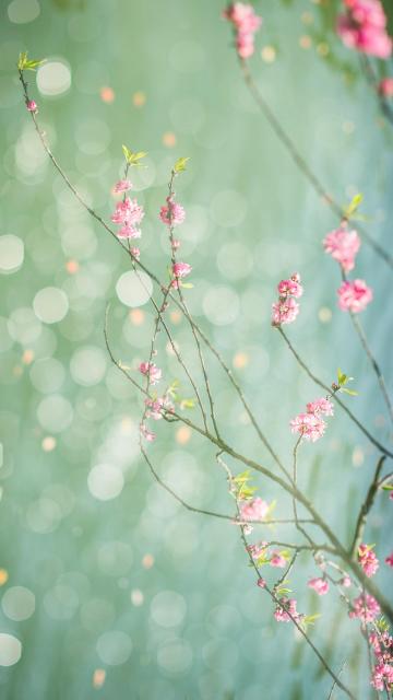 花开枝头