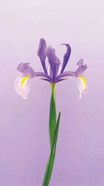 鸢尾花