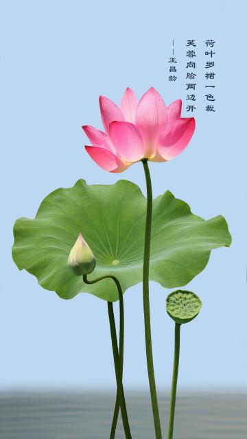 荷花