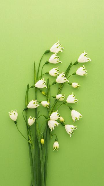 雪铃花