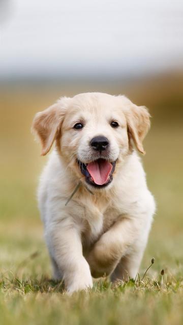 金毛犬