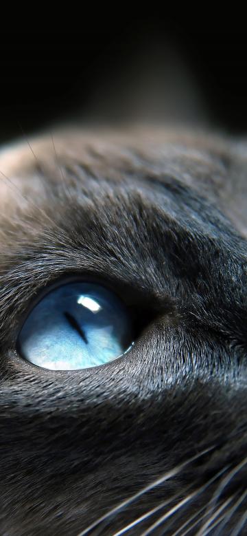 可爱猫咪的蓝色眼睛