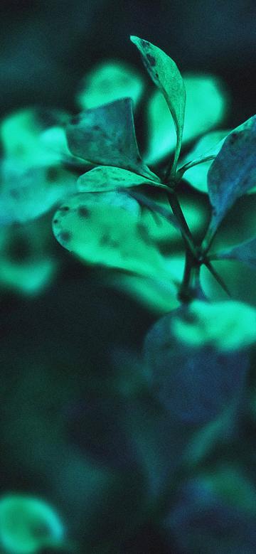 清新护眼的绿色植物