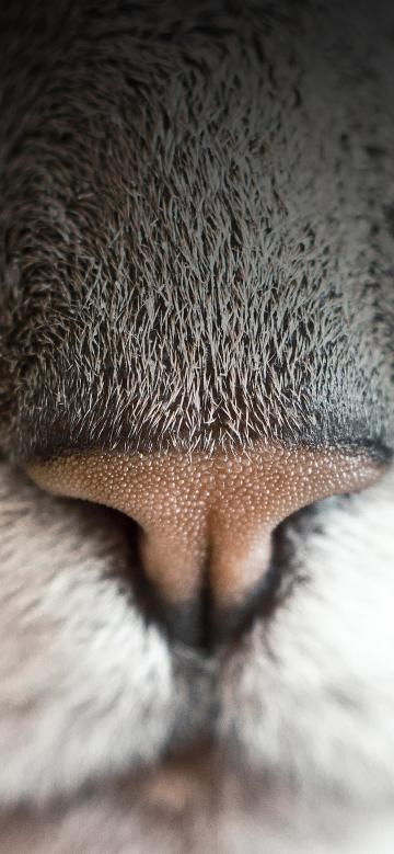 猫鼻子特写镜头