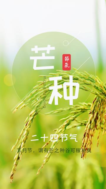 二十四节气芒种谷物