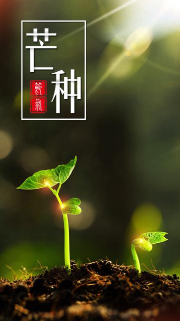小清新芒种生长的嫩芽