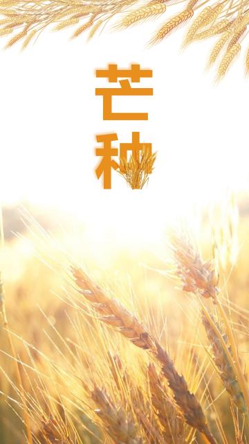 清新简约二十四节气芒种