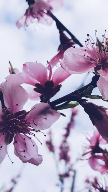 樱花盛开后