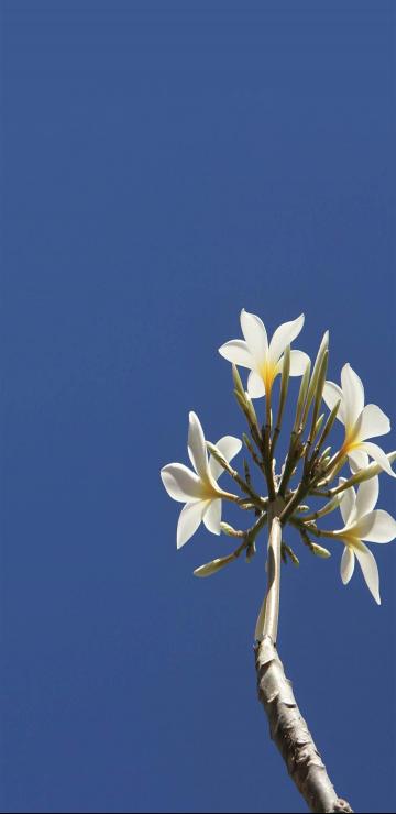 唯美花束七月你好