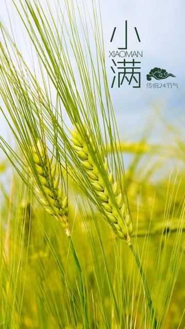 传统节气小满清新麦田