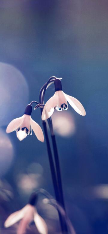 雪花莲花语