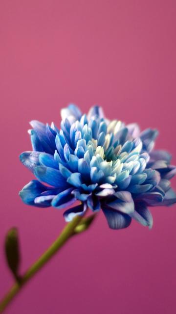 又是牡丹花开时