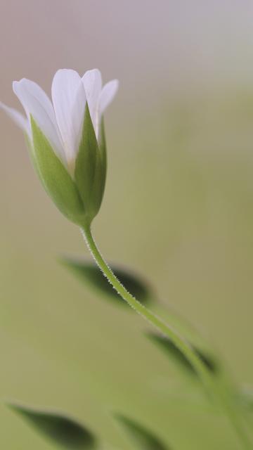 密花繁缕