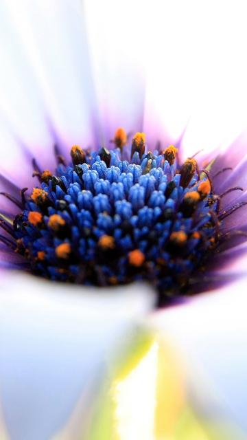 舒展的花瓣