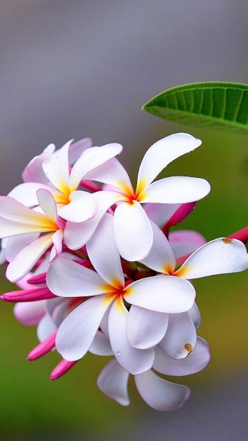 那一簇鸡蛋花