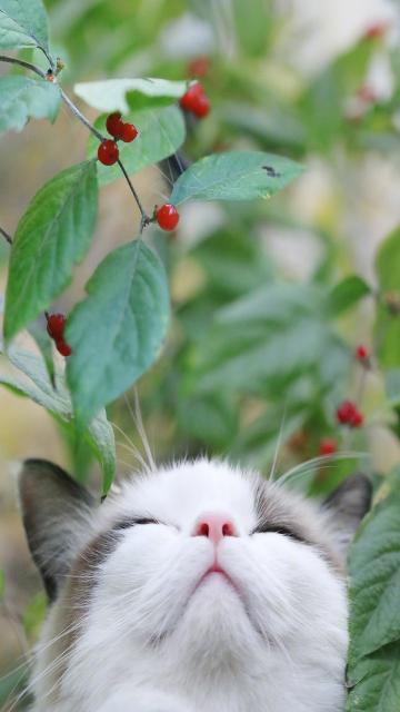猫咪可爱表情