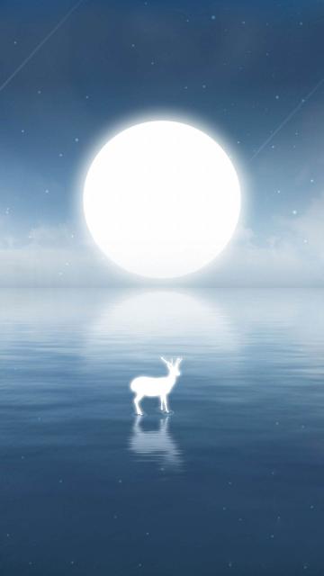 夜鹿
