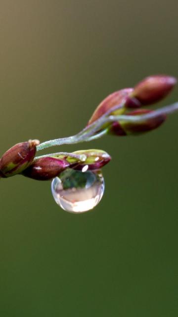 樱桃花露水