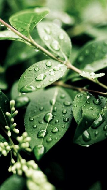 水蜡树