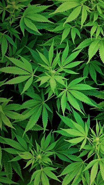 大麻绿植