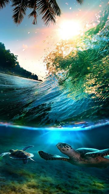 热带海岛和海龟