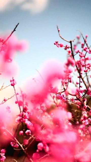 粉红色的樱花树
