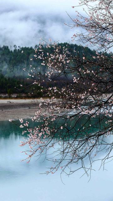 赏花季之林芝