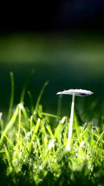 绿草蘑菇