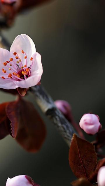 大樱花
