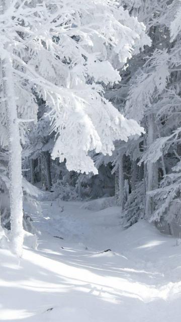 雪林路径