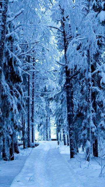 雪林蓝冰