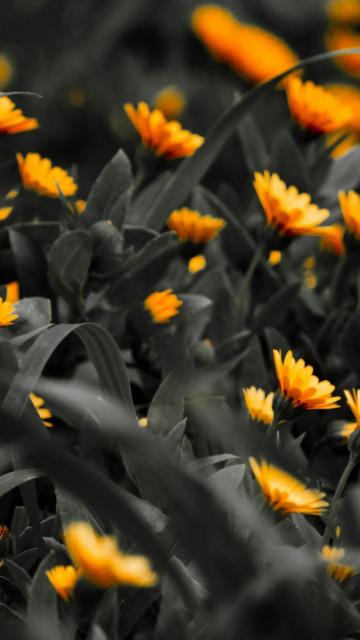 唯美橙橙花