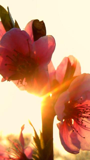 春花夕阳