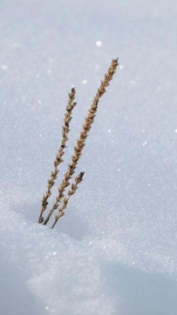 雪中的草
