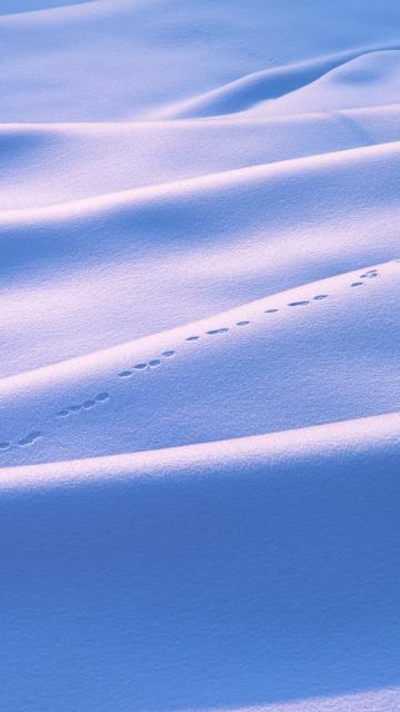 雪地爪子