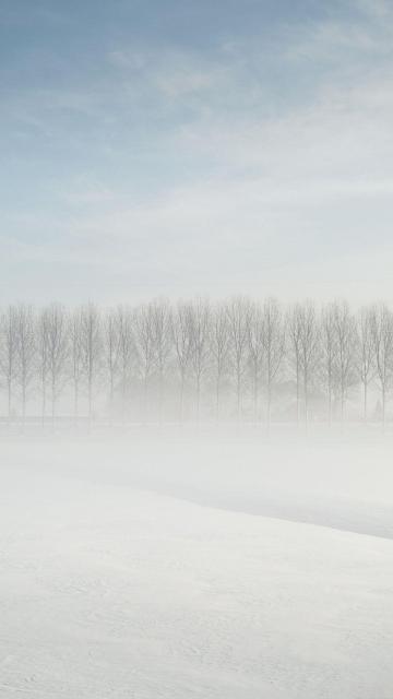 雪中的森林