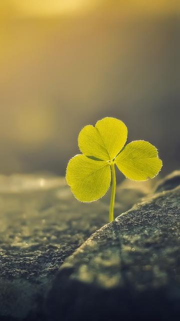 阳光下的三叶草